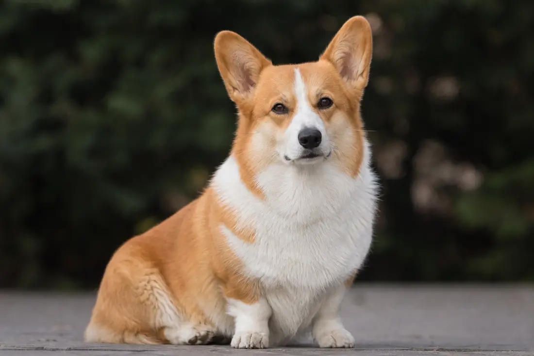 Corgi Pembroke adulte en pleine santé, assis calmement, pelage brillant