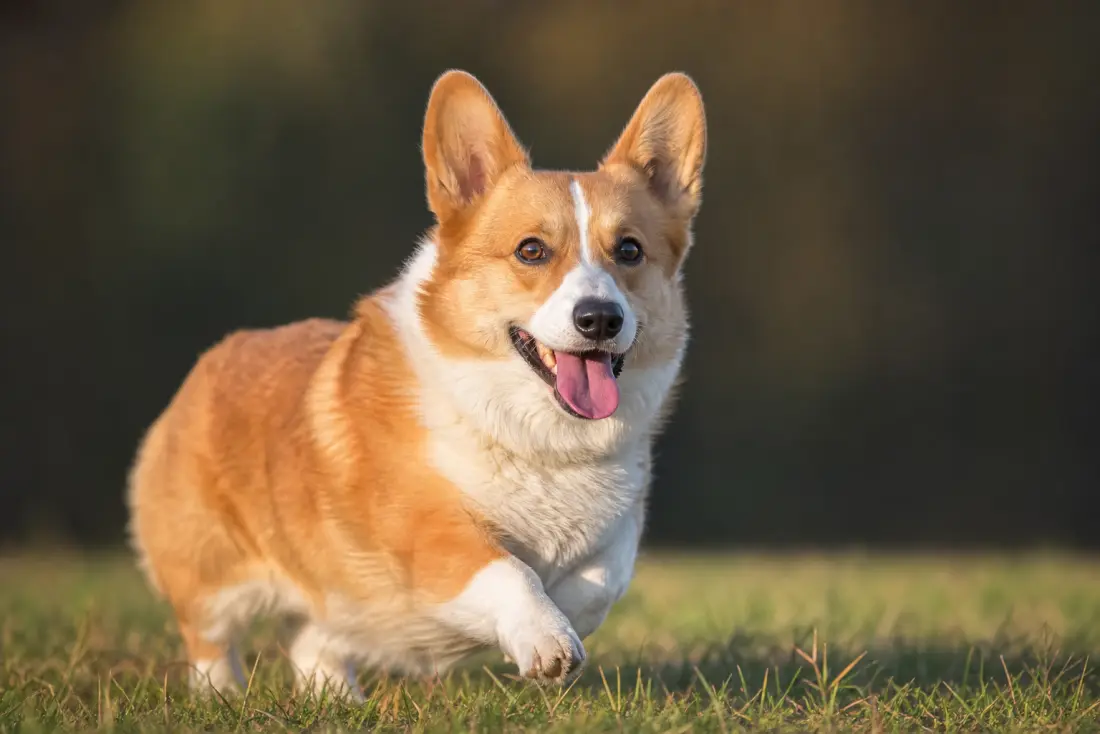 Corgi Pembroke plein d'énergie au petit trot dans l'herbe, langue sortie