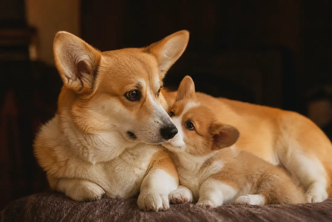Chienne corgi Pembroke allongée avec son chiot blotti contre elle