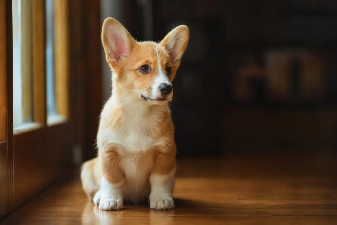 Chiot corgi à la maison, assis près d'une fenêtre sur un parquet